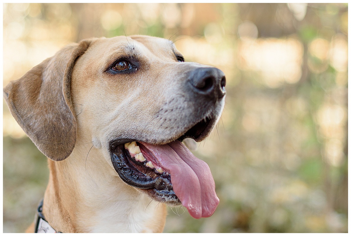 Madison Fur Baby Lifestyle Session_0031.jpg