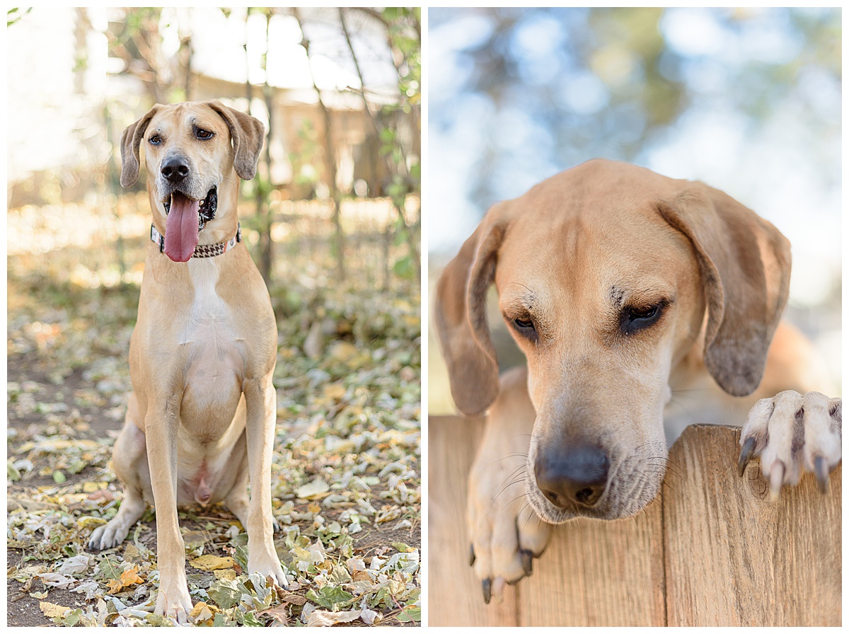 Madison Fur Baby Lifestyle Session_0034.jpg