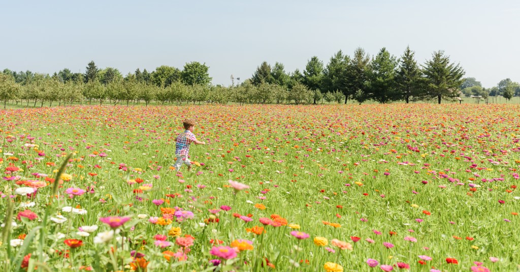 Sunflowers, Zinnias, and the Joy of Childhood: A 6-Year-Old’s Farm&nbsp;Session