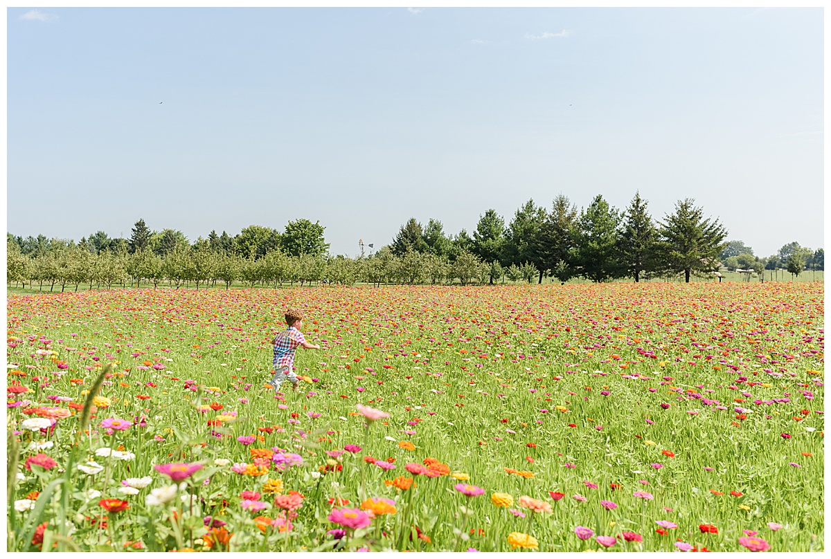 Sunflower and Zinnia Farm Session 00002.jpg